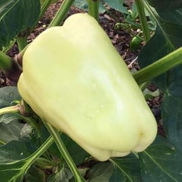 Pale green chili Capsicum annuum seeds for planting in home garden